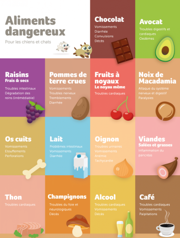 aliment-dangereux-chat-maine coon