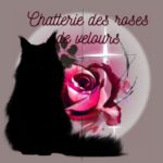 chaton maine coon morbihan vannes, rennes, lorient, nantes, chatterie