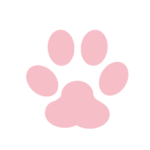 patte maine coon bretagne