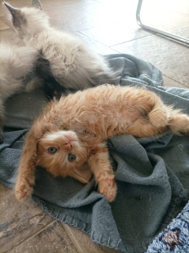 élevage maine coon Morbihan