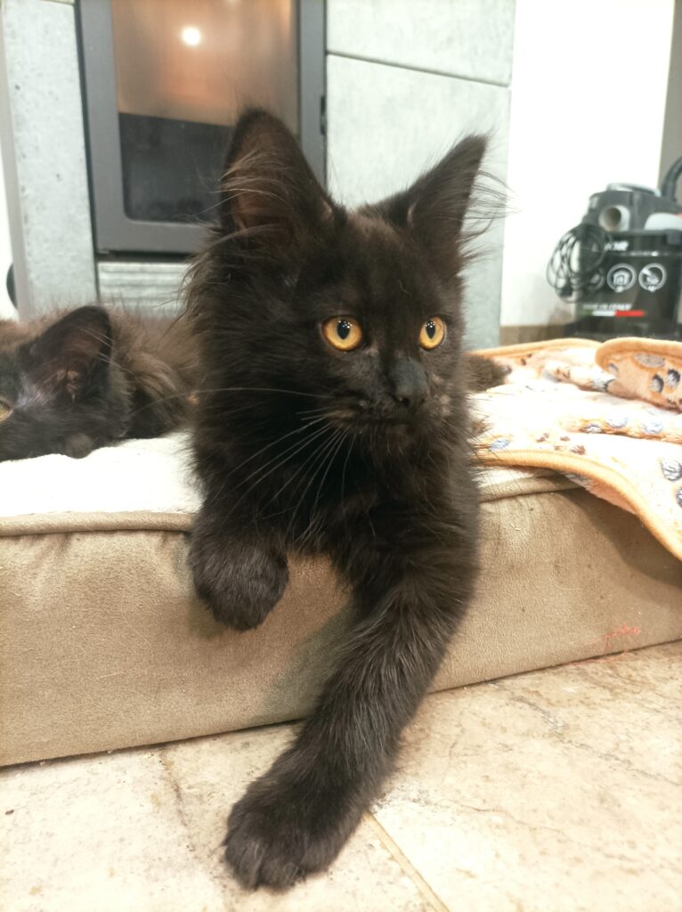 chaton maine coon morbihan