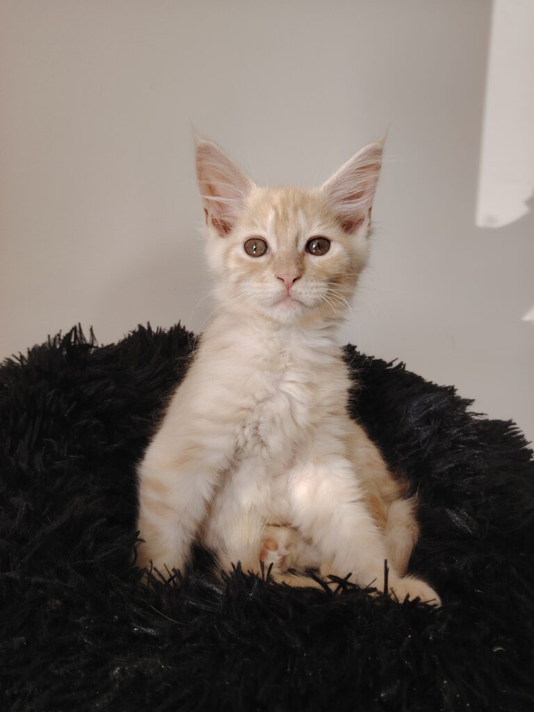 chaton maine coon