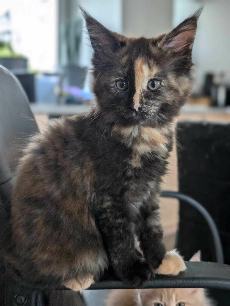 chaton maine coon bretagne