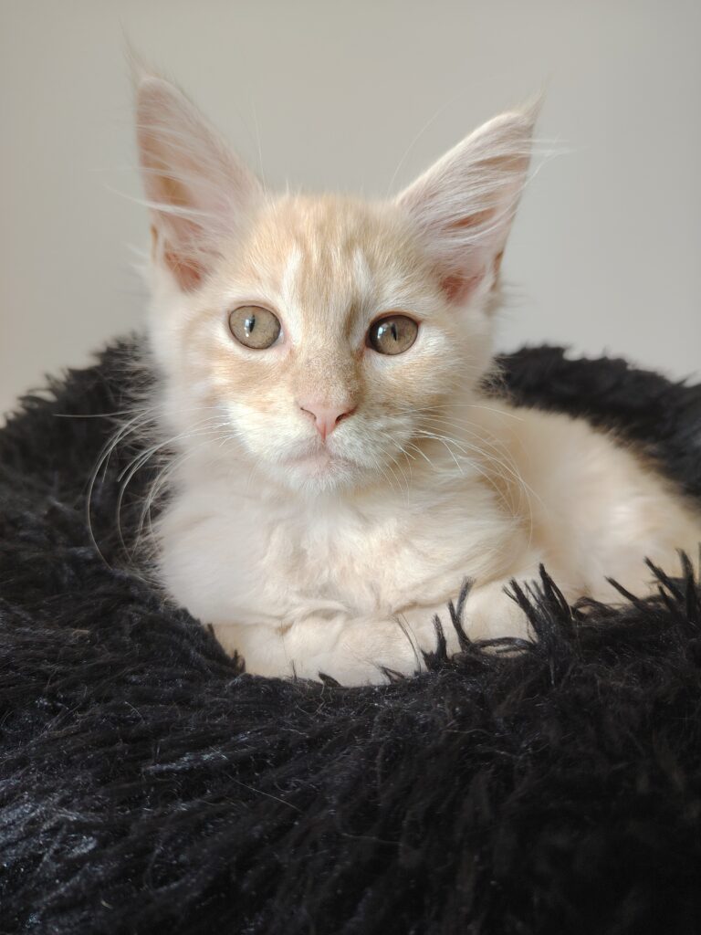 maine coon bretagne