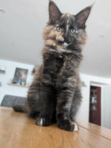 maine coon black tortie bretagne