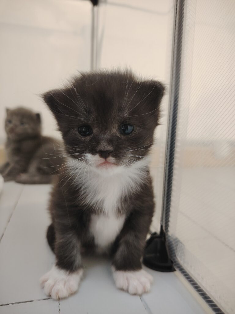 maine coon bretagne