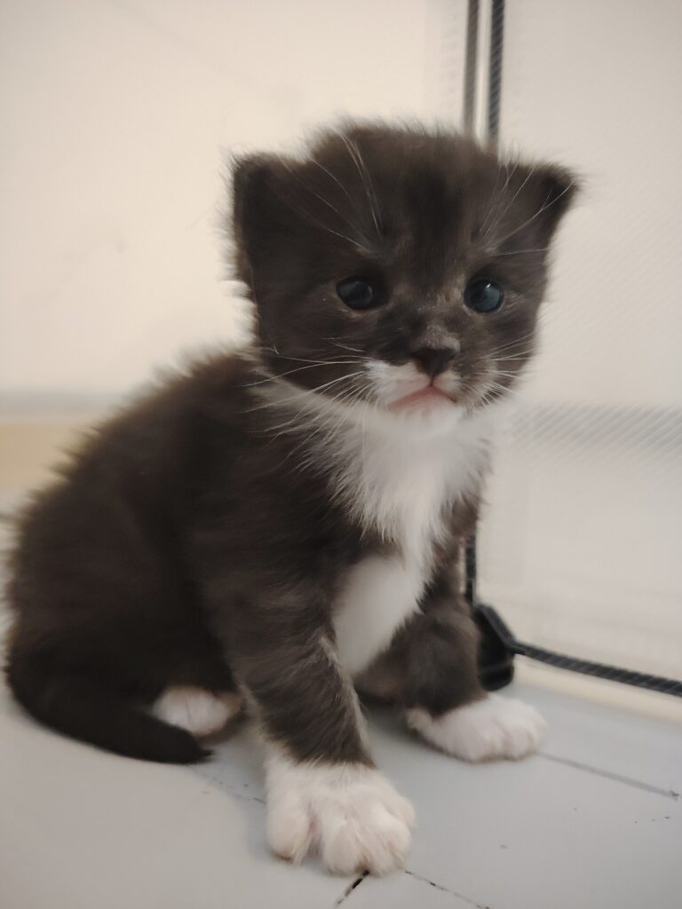 maine coon bretagne