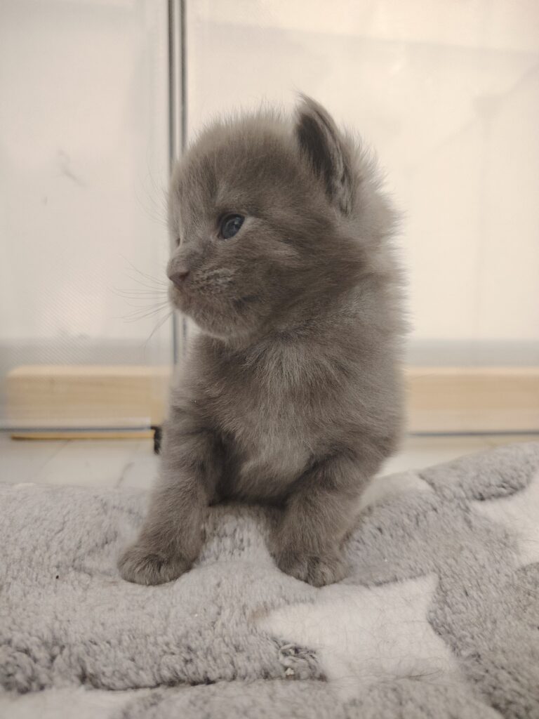 chatterie des roses de velours