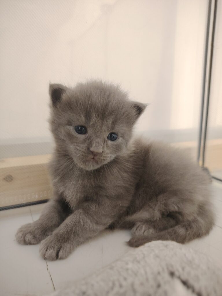 élevage de maine coon bretagne