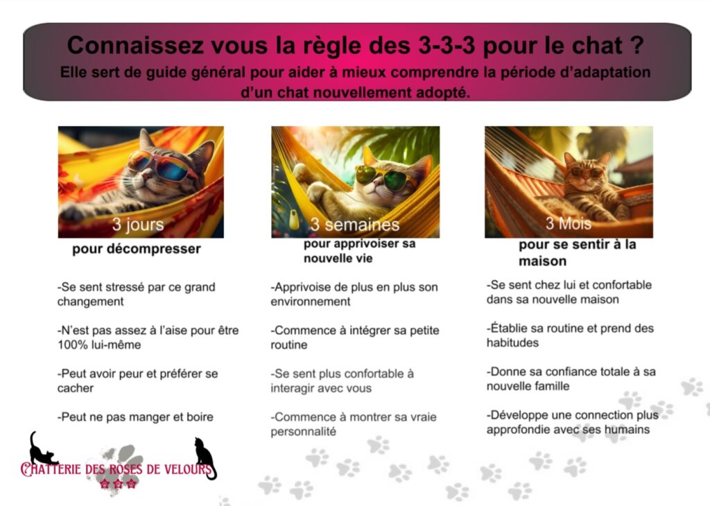 maine coon adoption morbihan