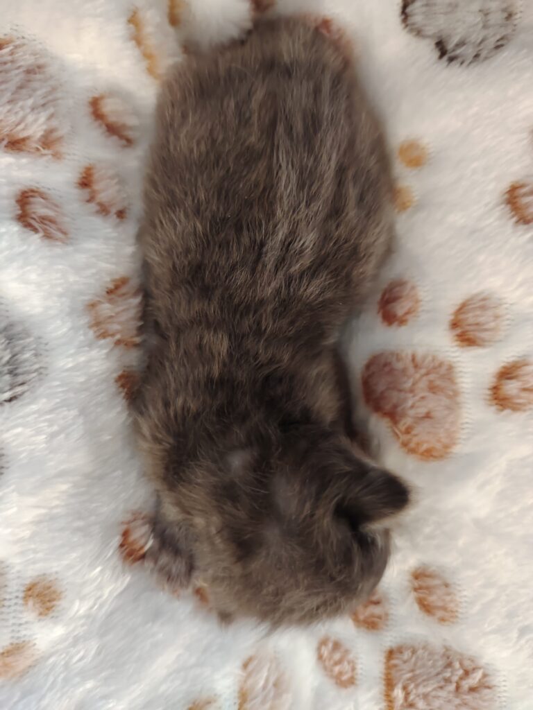 maine coon morbihan
