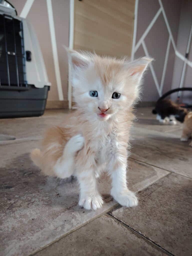 élevage maine coon morbihan