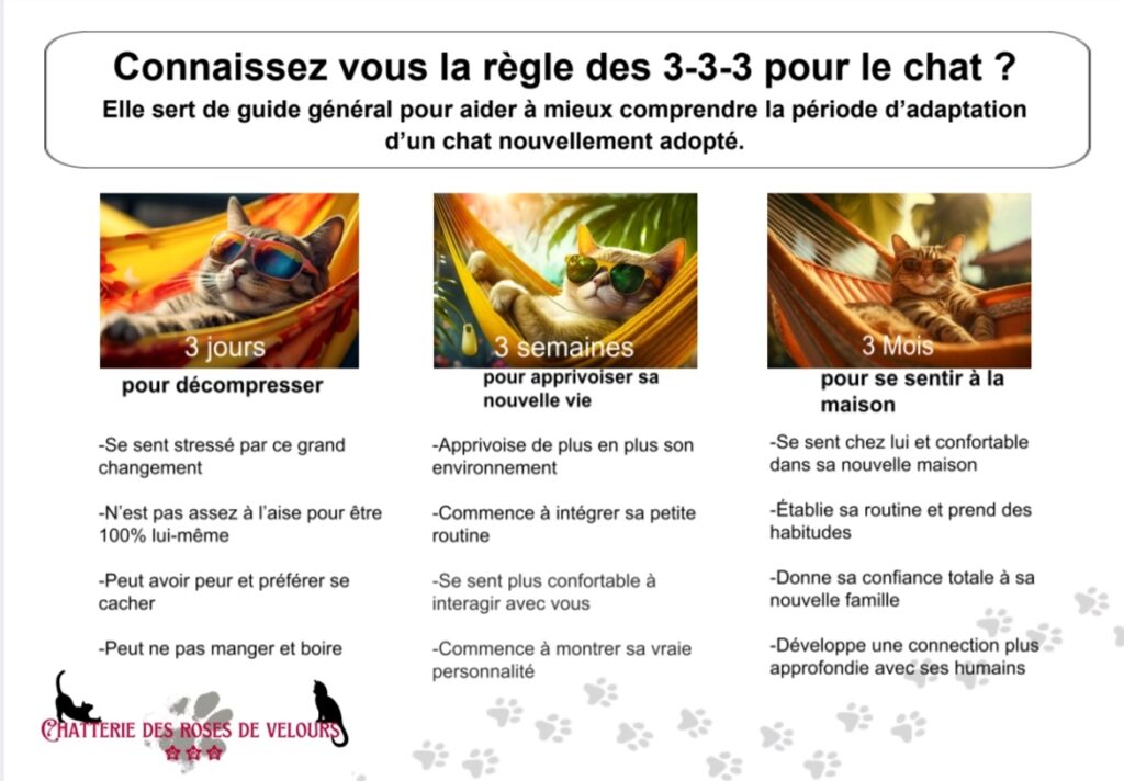 maine coon adoption morbihan