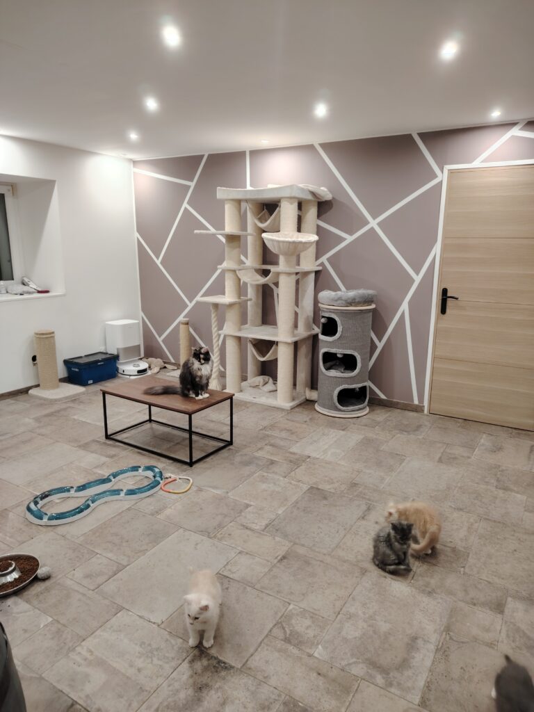 ragdoll et maine coon