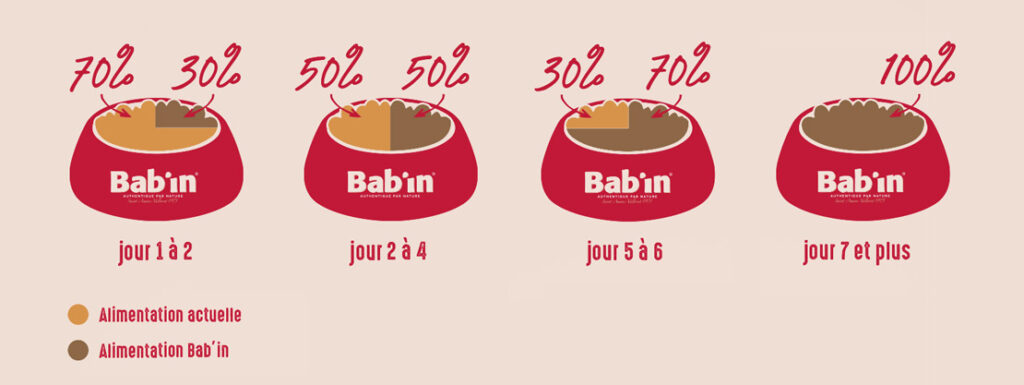 Chatterie des roses de velours, élevage maine coon, ragdoll, chaton ragdoll, chaton maine conn, élevage chat bretagne, morbihan