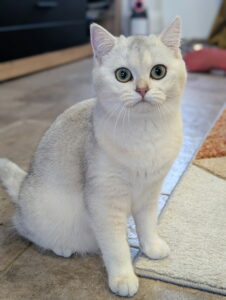 Chaton british, élevage british, morbihan, bretagne, chatterie british, chat rare