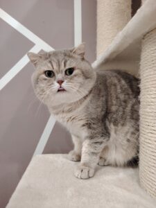 Chaton british, élevage british, morbihan, bretagne, chatterie british, chat rare