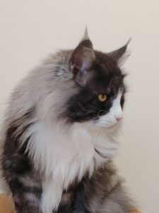 chatterie, élevage chat morbiahn, élevage bretagne, chatterie, maine coon, ragdoll, british, chatons maine coon