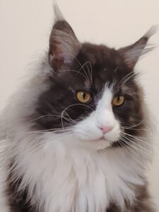 chatterie, élevage chat morbiahn, élevage bretagne, chatterie, maine coon, ragdoll, british, chatons maine coon