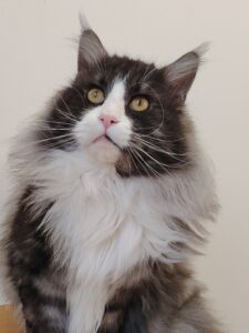 chatterie, élevage chat morbiahn, élevage bretagne, chatterie, maine coon, ragdoll, british, chatons maine coon