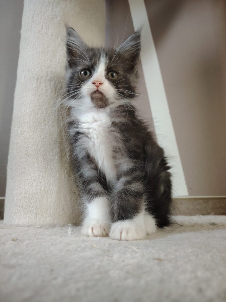 chatterie, élevage chat morbiahn, élevage bretagne, chatterie, maine coon, ragdoll, british, chatons maine coon
