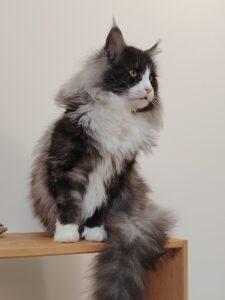 chatterie, élevage chat morbiahn, élevage bretagne, chatterie, maine coon, ragdoll, british, chatons maine coon
