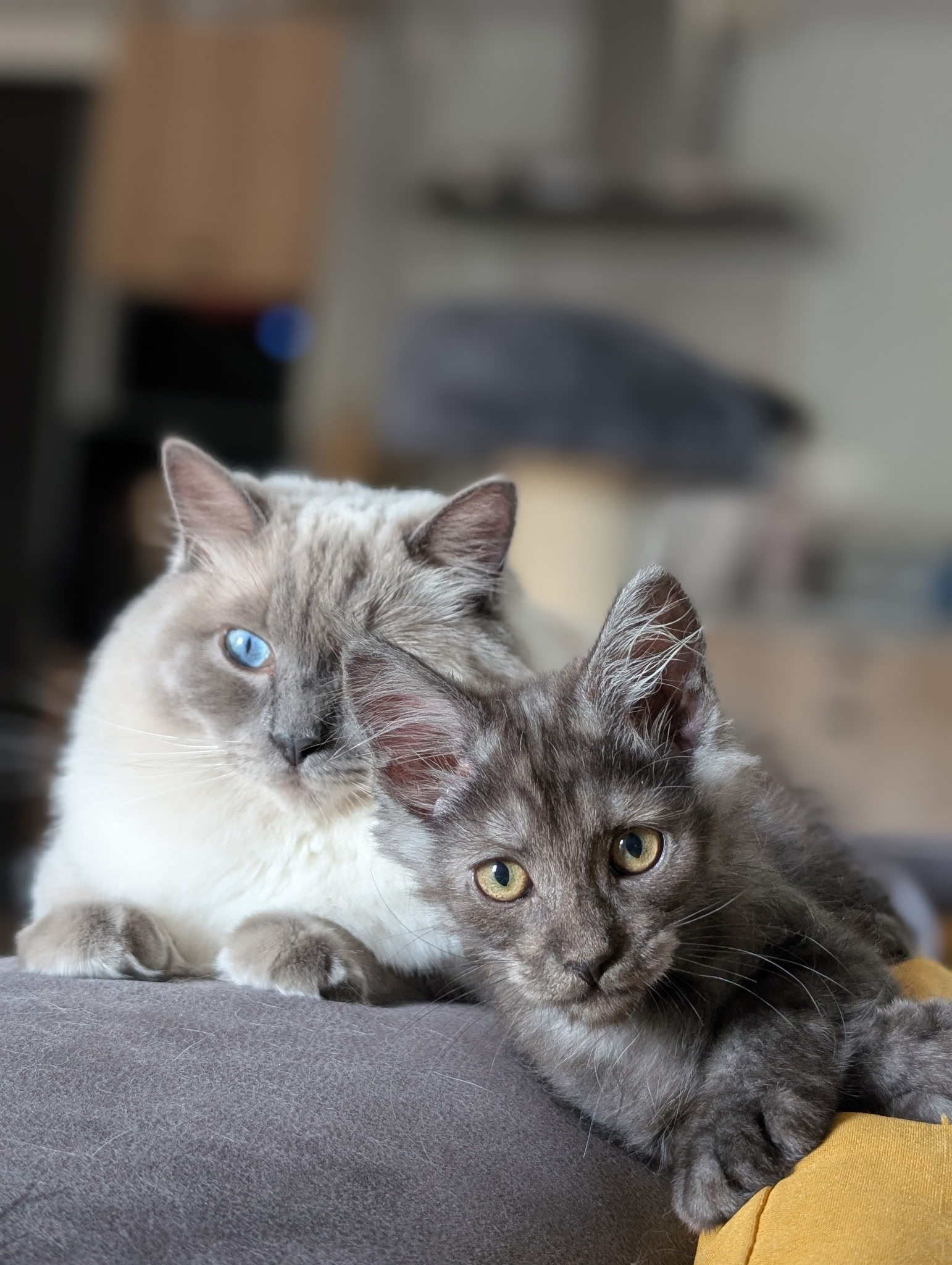 chatterie, élevage chat morbiahn, élevage bretagne, chatterie, maine coon, ragdoll, british, chatons maine coon