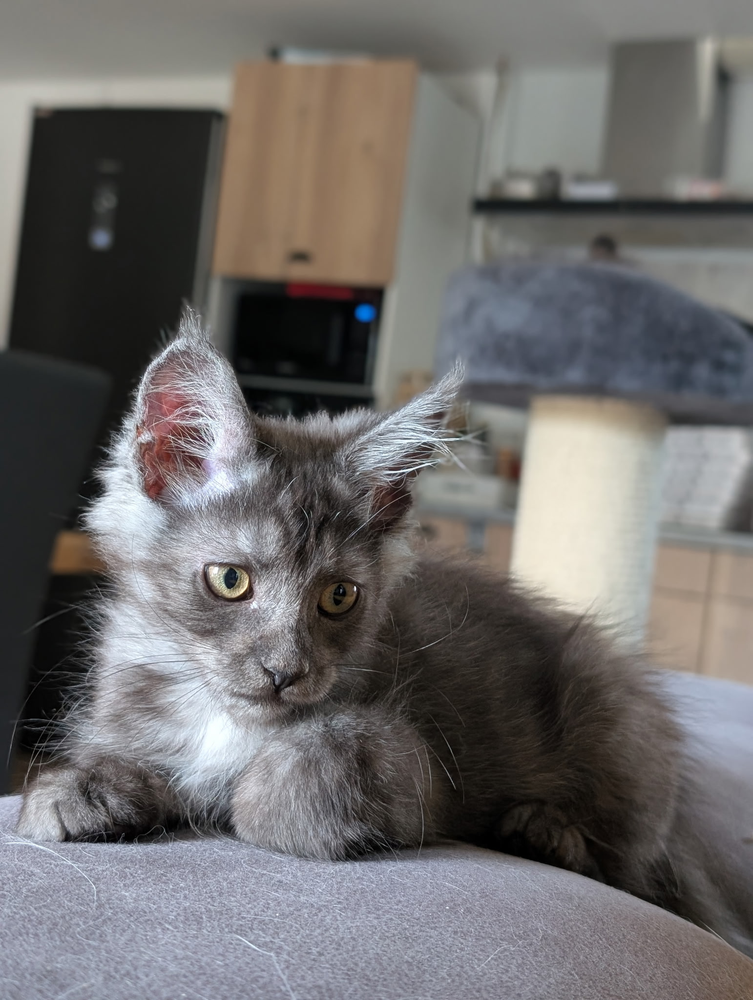 chatterie, élevage chat morbiahn, élevage bretagne, chatterie, maine coon, ragdoll, british, chatons maine coon