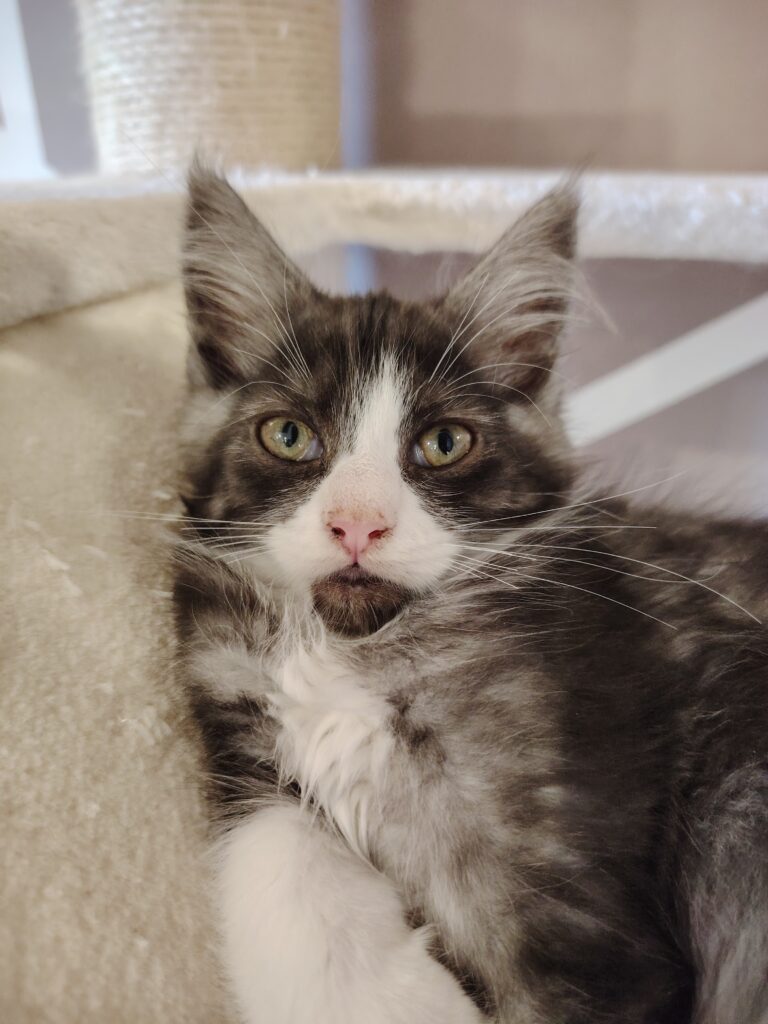 chatterie, élevage chat morbiahn, élevage bretagne, chatterie, maine coon, ragdoll, british, chatons maine coon