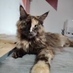 chatterie, élevage chat morbiahn, élevage bretagne, chatterie, maine coon, ragdoll, british, chatons maine coon