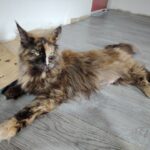 chatterie, élevage chat morbiahn, élevage bretagne, chatterie, maine coon, ragdoll, british, chatons maine coon