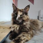chatterie, élevage chat morbiahn, élevage bretagne, chatterie, maine coon, ragdoll, british, chatons maine coon