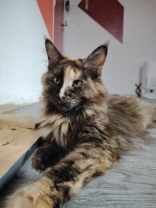 chatterie, élevage chat morbiahn, élevage bretagne, chatterie, maine coon, ragdoll, british, chatons maine coon