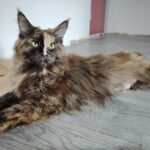 chatterie, élevage chat morbiahn, élevage bretagne, chatterie, maine coon, ragdoll, british, chatons maine coon