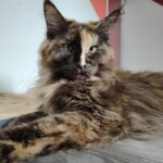 chatterie, élevage chat morbiahn, élevage bretagne, chatterie, maine coon, ragdoll, british, chatons maine coon