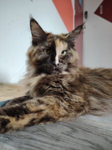 chatterie, élevage chat morbiahn, élevage bretagne, chatterie, maine coon, ragdoll, british, chatons maine coon