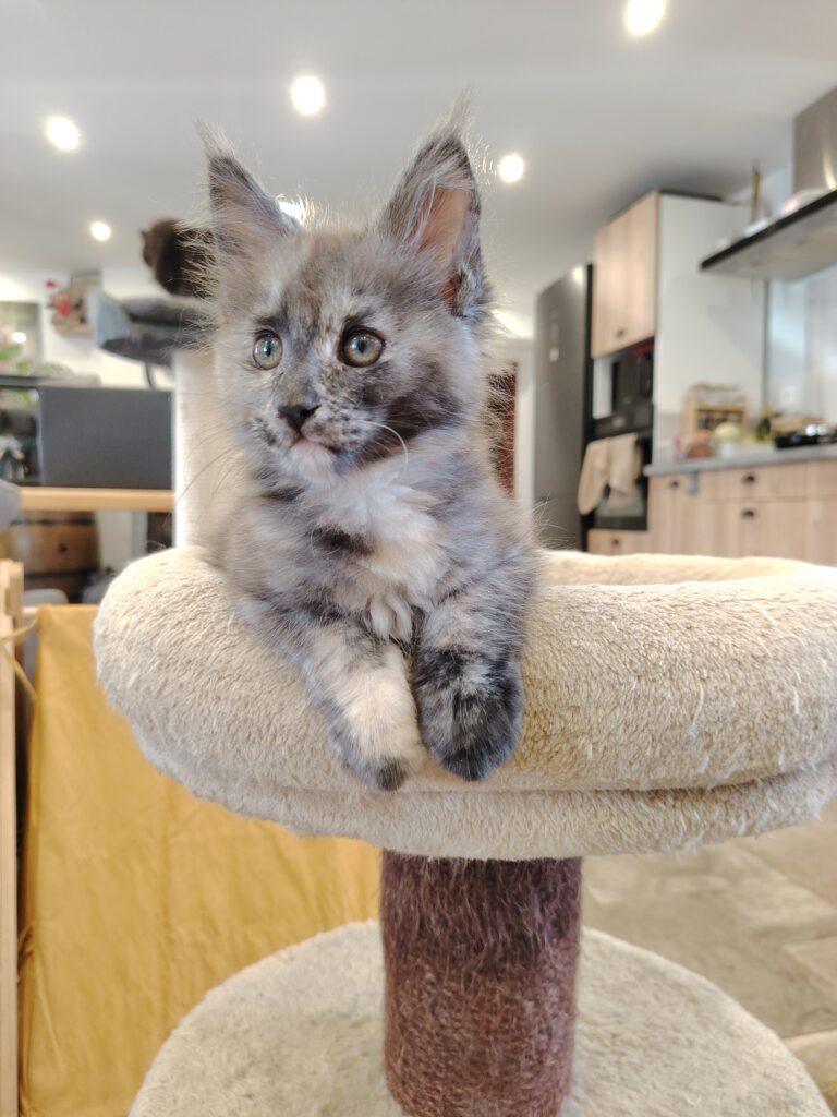 chatterie, élevage chat morbiahn, élevage bretagne, chatterie, maine coon, ragdoll, british, chatons maine coon