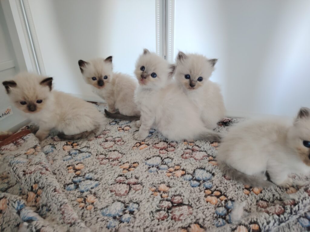 chatterie, élevage chat morbiahn, élevage bretagne, chatterie, maine coon, ragdoll, british, chatons maine coon