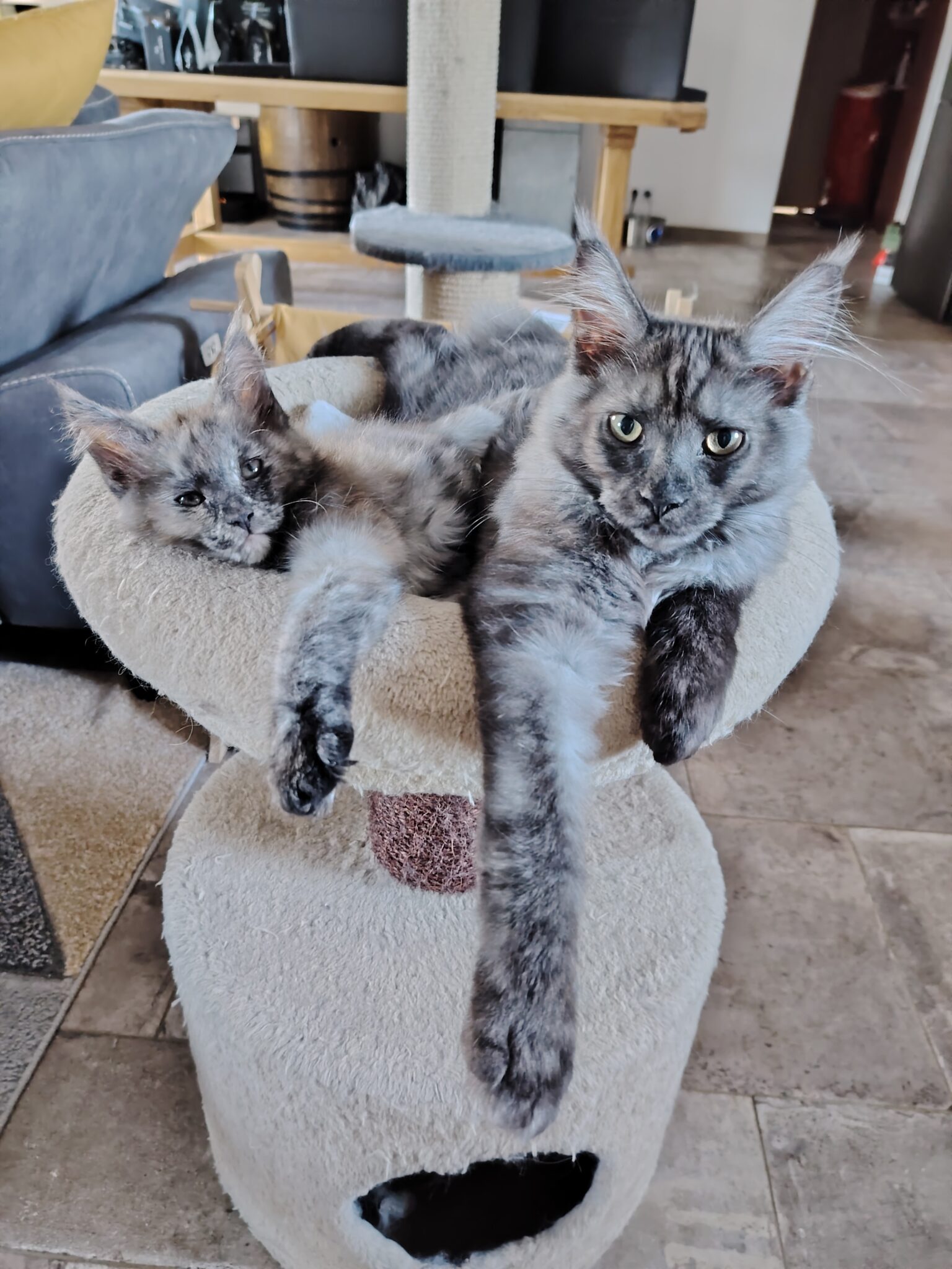 chatterie, élevage chat morbiahn, élevage bretagne, chatterie, maine coon, ragdoll, british, chatons maine coon