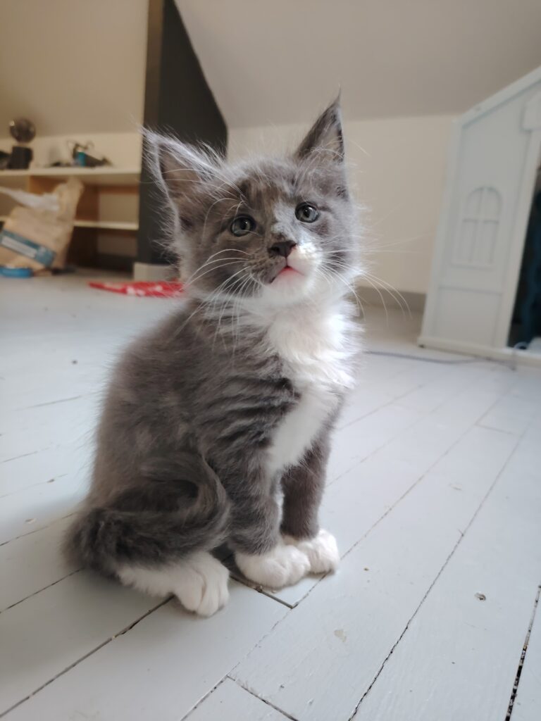chatterie, élevage chat morbiahn, élevage bretagne, chatterie, maine coon, ragdoll, british, chatons maine coon