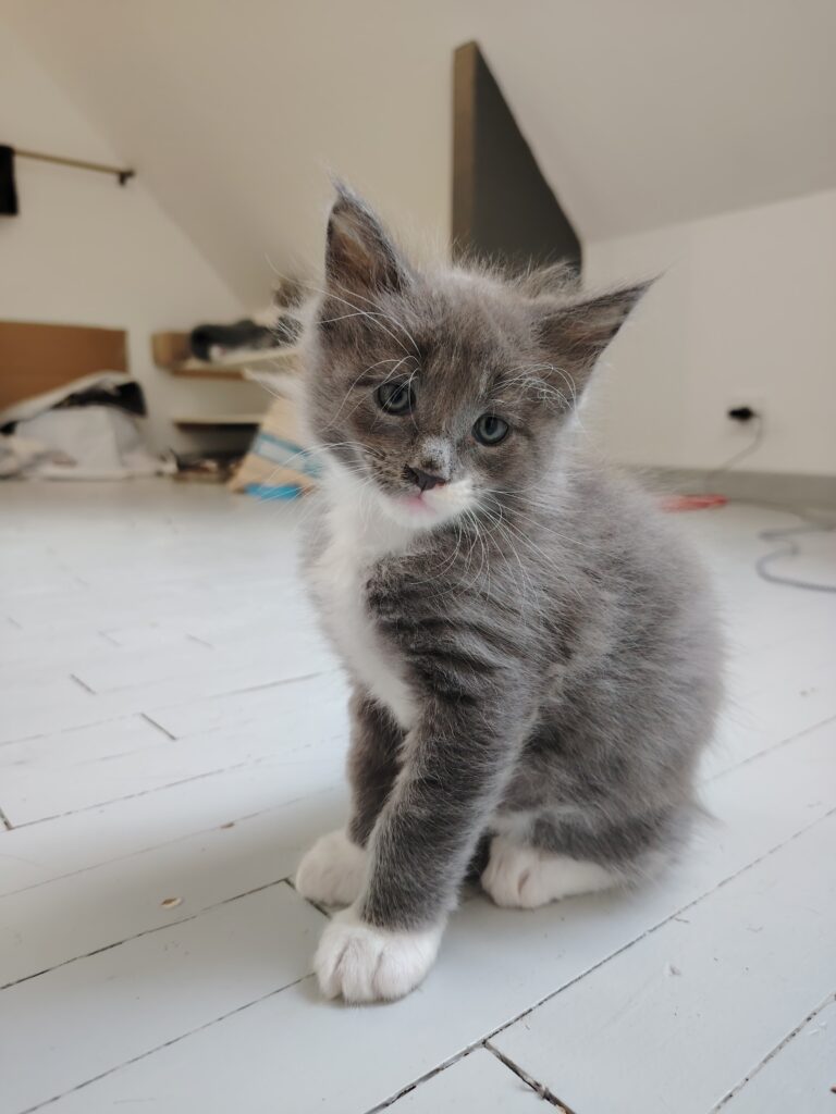 chatterie, élevage chat morbiahn, élevage bretagne, chatterie, maine coon, ragdoll, british, chatons maine coon