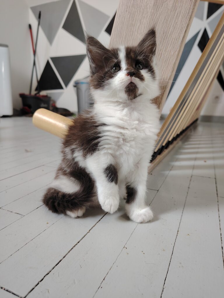 chatterie, élevage chat morbiahn, élevage bretagne, chatterie, maine coon, ragdoll, british, chatons maine coon