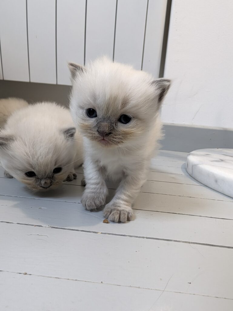 chatterie, élevage chat Morbihan, élevage bretagne, chatterie, maine coon, ragdoll, british, chatons maine coon