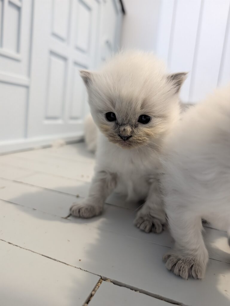 chatterie, élevage chat Morbihan, élevage bretagne, chatterie, maine coon, ragdoll, british, chatons maine coon