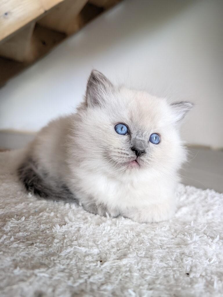chatterie, élevage chat Morbihan, élevage bretagne, chatterie, maine coon, ragdoll, british, chatons maine coon