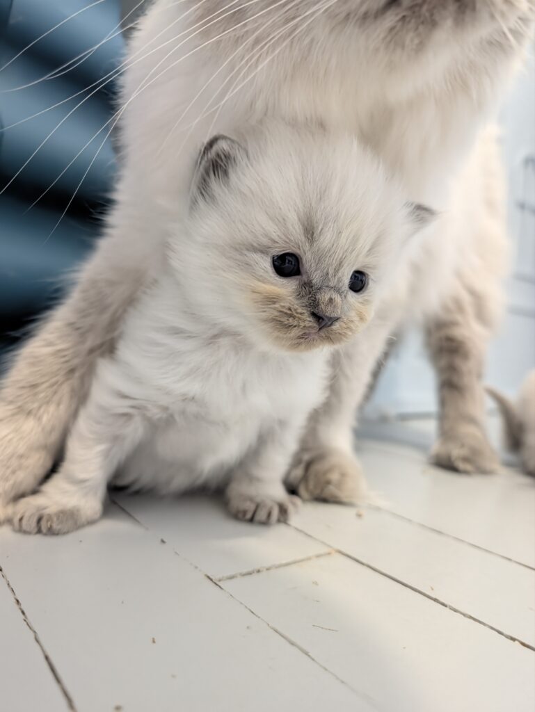 chatterie, élevage chat Morbihan, élevage bretagne, chatterie, maine coon, ragdoll, british, chatons maine coon