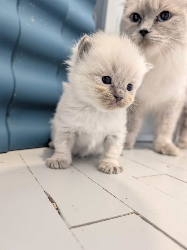 chatterie, élevage chat Morbihan, élevage bretagne, chatterie, maine coon, ragdoll, british, chatons maine coon