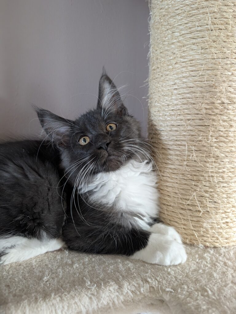 chatterie, élevage chat Morbihan, élevage bretagne, chatterie, maine coon, ragdoll, british, chatons maine coon