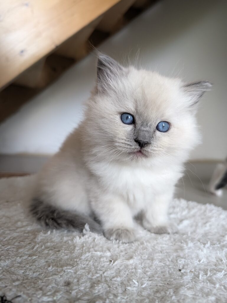 chatterie, élevage chat Morbihan, élevage bretagne, chatterie, maine coon, ragdoll, british, chatons maine coon