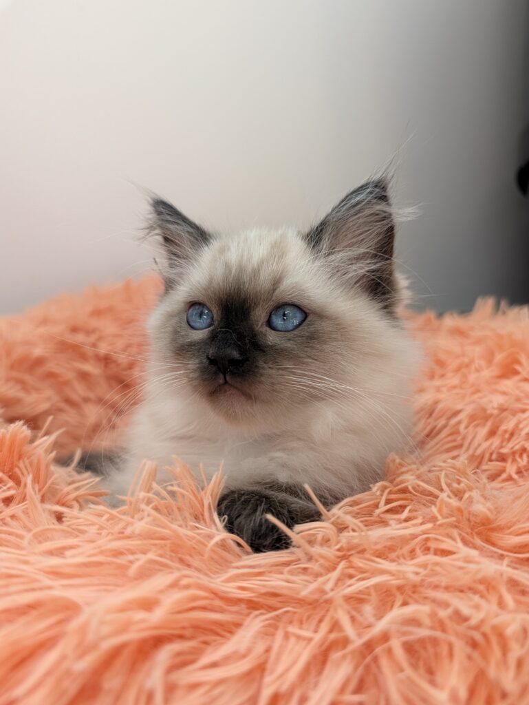 chatterie, élevage chat Morbihan, élevage bretagne, chatterie, maine coon, ragdoll, british, chatons maine coon